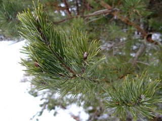  Fir branch in the winter forest © Alena