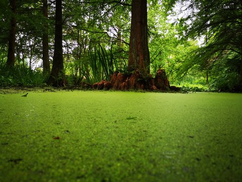 T&uuml;mpel mit Mamutbaum