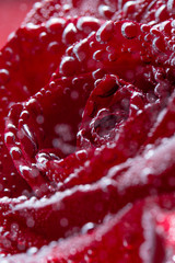 valentines day, red rose underwater with bubbles, on a red background.Vertical photo