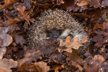Hedgehog sleeping, (Erinaceus Europaeus) wild, free roaming hedgehog, taken from a  wildlife garden hide to monitor health and population of this  favourite but declining mammal, space for copy  © Moorland Roamer