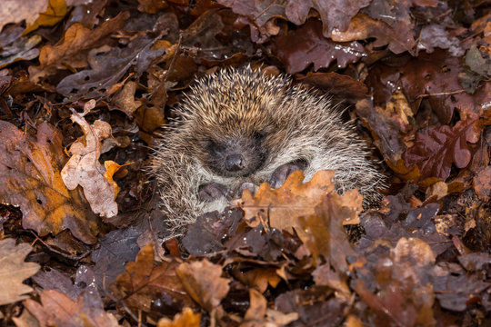 Hedgehog, wild, free roaming hedgehog, taken  from wildlife garden hide to monitor health and population of this favourite but declining mammal, space for copy	