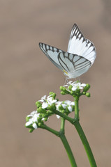 butterfly on a flower