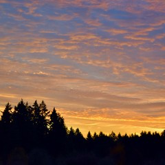 Sunrise over forest