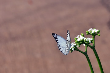 butterfly on a flower