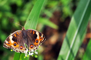 butterfly on grass