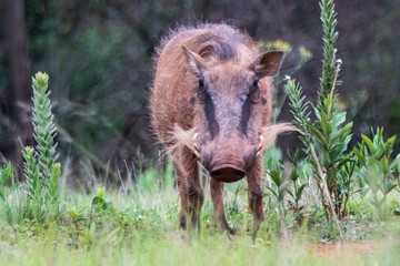 boar