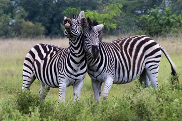 Fototapeta na wymiar zebra couple