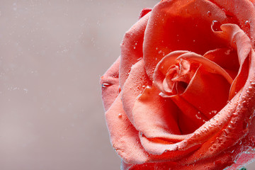 A beautiful photo of an orange rose, on a delicate background underwater.