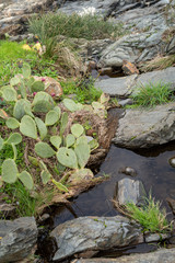 stones in the garden