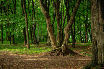 Asian green forest in summer time dry season green trees foliage landscape and small picturesque meadow scenic environment space without people