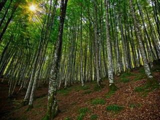 Irati Forest Western Pyrenees Navarre Spain