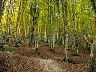 Irati Forest Western Pyrenees Navarre Spain