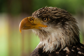 Weißkopfseeadler