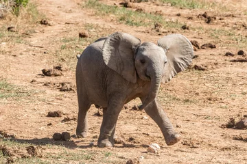 Fotobehang Olifant baby elephant  © Matthias