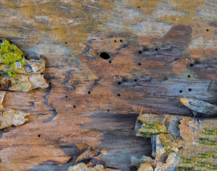 Tree bark texture full frame in nature. Tree texture with hole. Nest, bark.