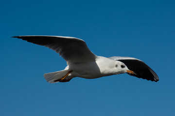 Möwe
