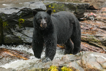 Black bear searching for salmon, Alaska.