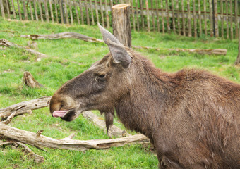portrait of moose female (Alces alces) sticking out her tongue