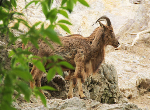 Barbary sheep (Ammotragus lervia) on the rocky slope 
