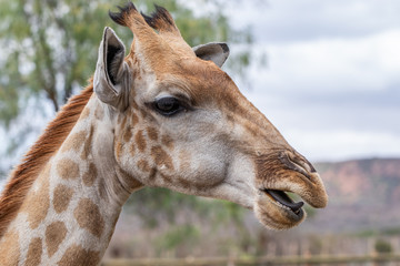 Obraz premium giraffe