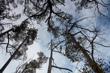 Section of burn't out trees in north eastern tasmania