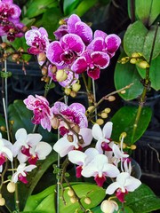 Purple and White Orchids