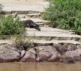 Resting Beside the River
