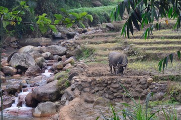 Water Buffalo in the Rice Paddies