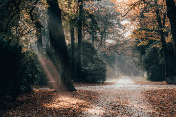 Morning sun light ray shines through yellow leaves alley pathway in Ohlsdorf Cemetery in fall, Hamburg city, Germany