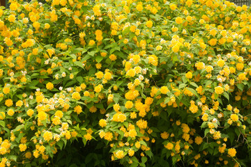Bush of yellow flowers