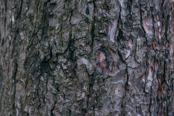 A close-up photo of a tree bark with a very prominent texture