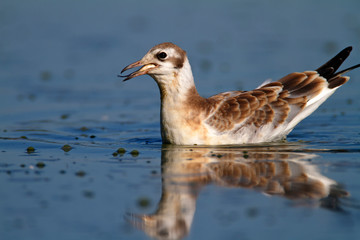 Black-headed gull Crna Mlaka