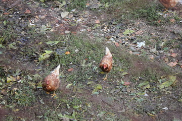 galline nel pollaio © emily