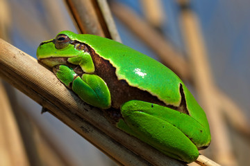 European tree frog from reeds of Crna Mlaka