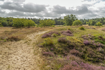 Picturesque Dutch heather landscape