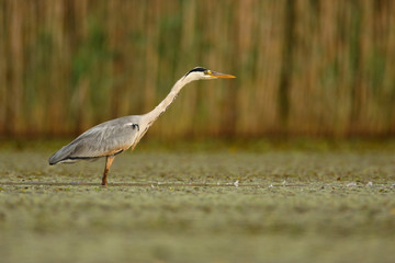 Grey heron on a shallow marsh.