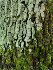 Tree bark in the forest in late autumn.