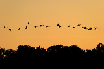 Mute swans flying in sunset over the forest Crna Mlaka