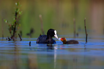 The Eurasian coot with the offspring from Crna Mlaka