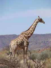 Giraffes in Augrabies NP