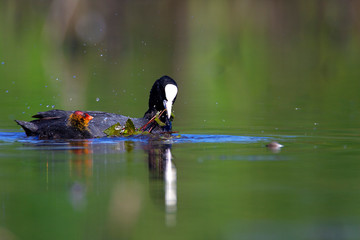 The Eurasian coot with the offspring from Crna Mlaka