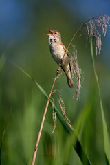 Great reed warbler singing in reeds