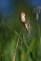 Great reed warbler singing in reeds