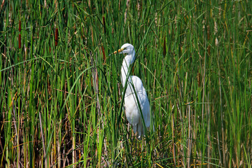 The great egret from Crna Mlaka in a shallow wetland
