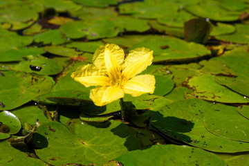 The fringed water-lily cover the water surface in Crna Mlaka