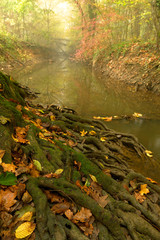 The stream in oak forest in autumn of Crna Mlaka