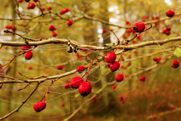 Ripe rose hip in the forest