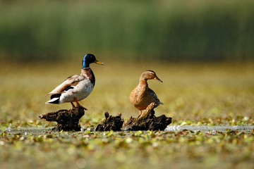 Mallard on a wetland of Crna Mlaka