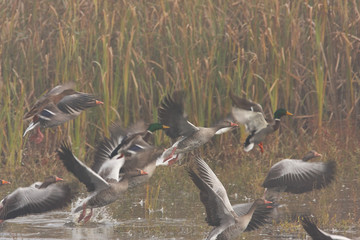 The greylag goose take off in fog from the lake