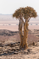 Aloidendron dichotomum, formerly Aloe dichotoma, the quiver tree or kokerboom, is a tall, branching species of succulent plant.